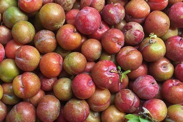 ăn mận có thể chống oxy hóa