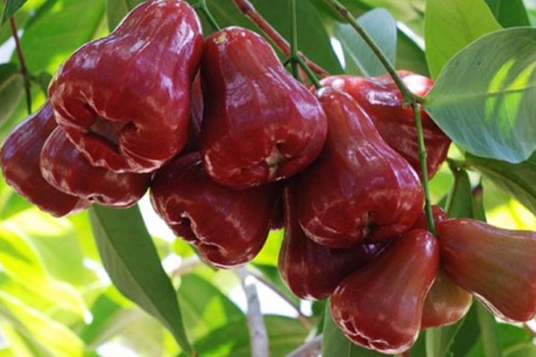 lợi ích của mận đối với sức khỏe